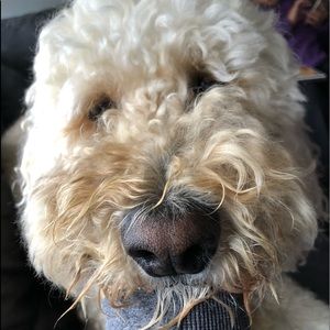 Meet your Posher, Madison